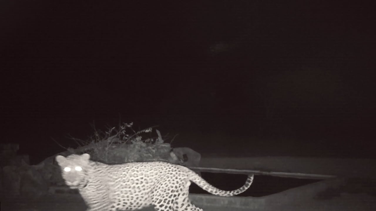 Leopard on trail cam