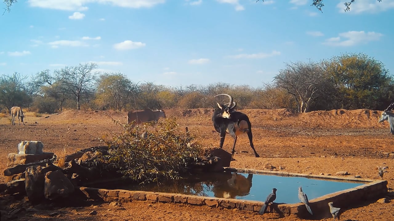 Sable & Eland