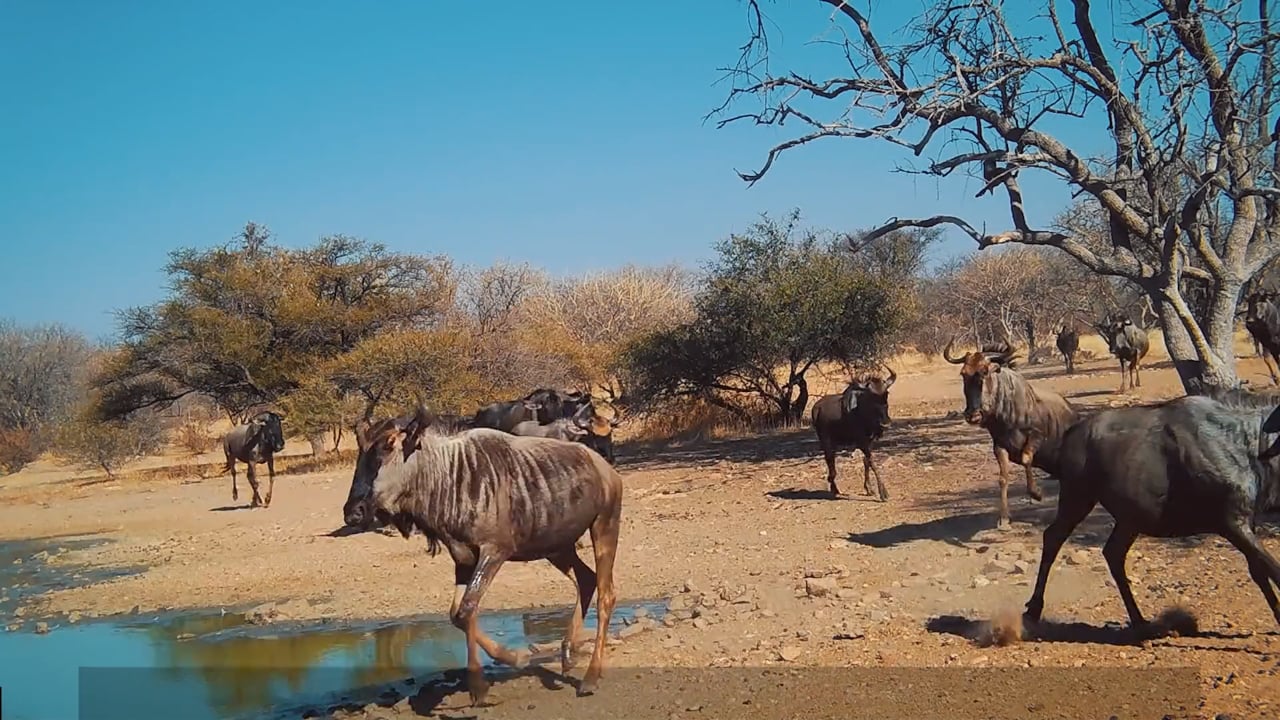Wildebeest Run!
