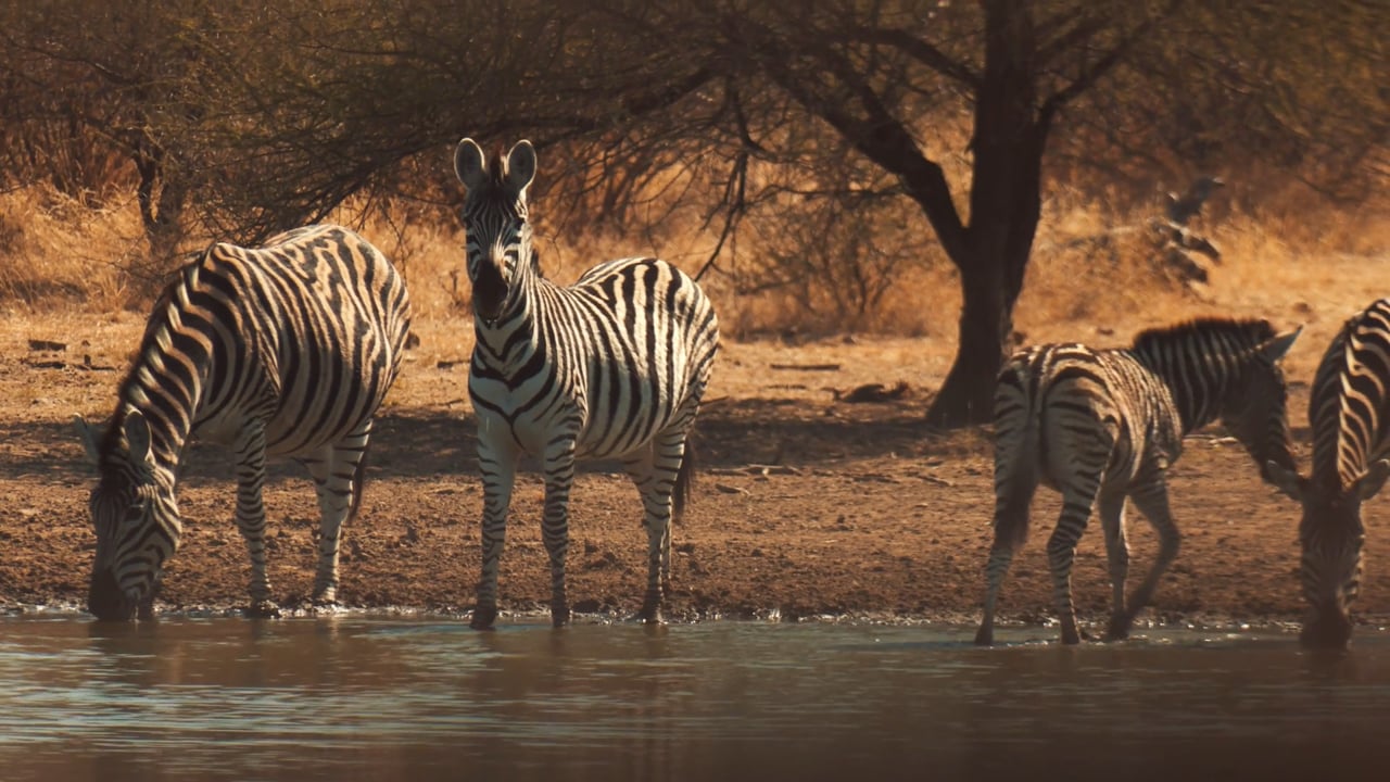 Zebra chasing Impala