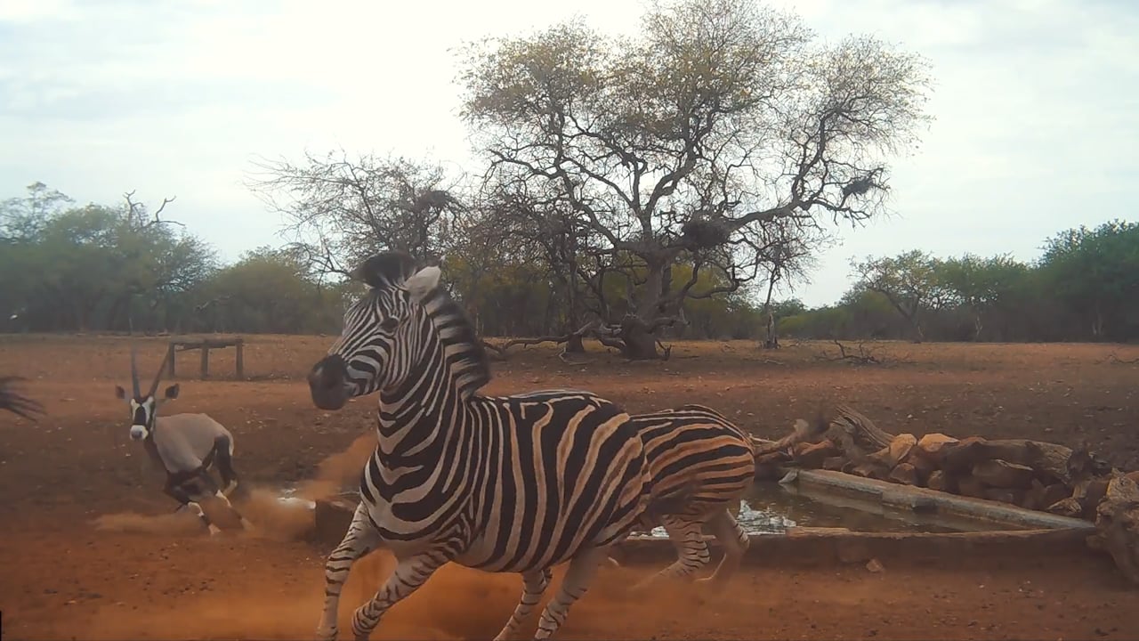 Zebra own the waterhole