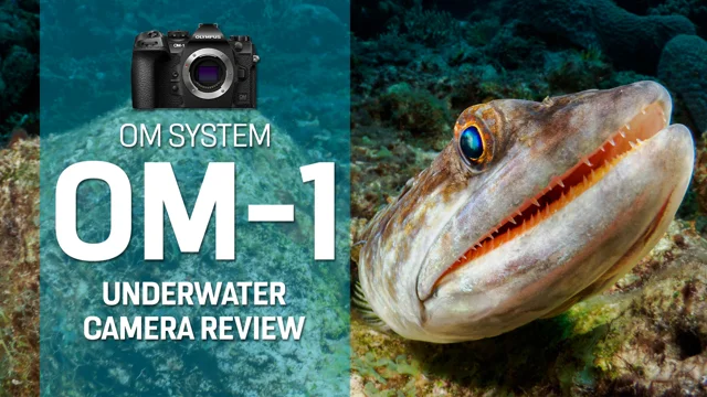 OM System OM-1 Underwater Camera Review - Underwater Photography -  Backscatter
