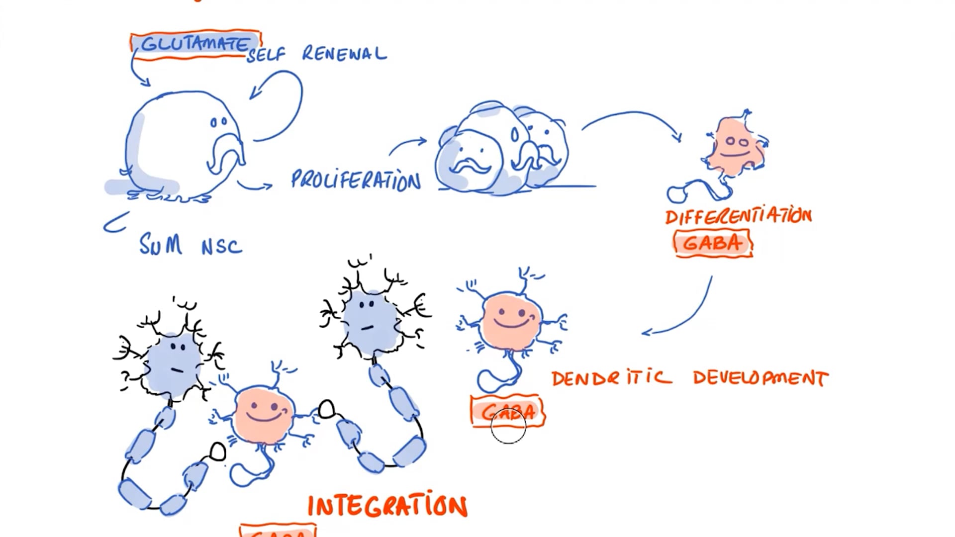 Defeat Brain Fog With New Neurons - A Review of Neurogenesis