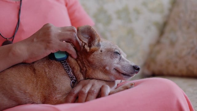 Caring for Senior Dogs: 5 Essential Health and Wellness Tips