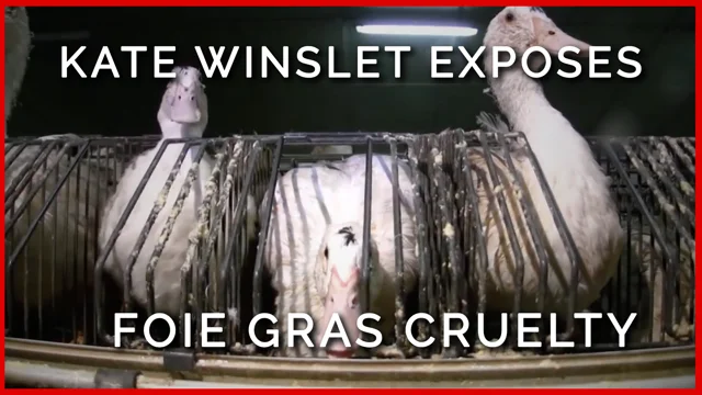 Foie Gras: Cruelty to Ducks and Geese