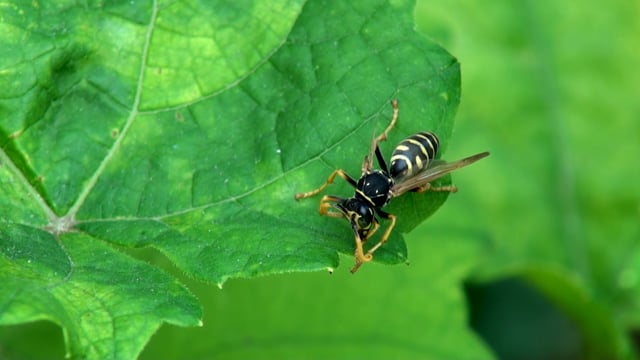 wasps in utah