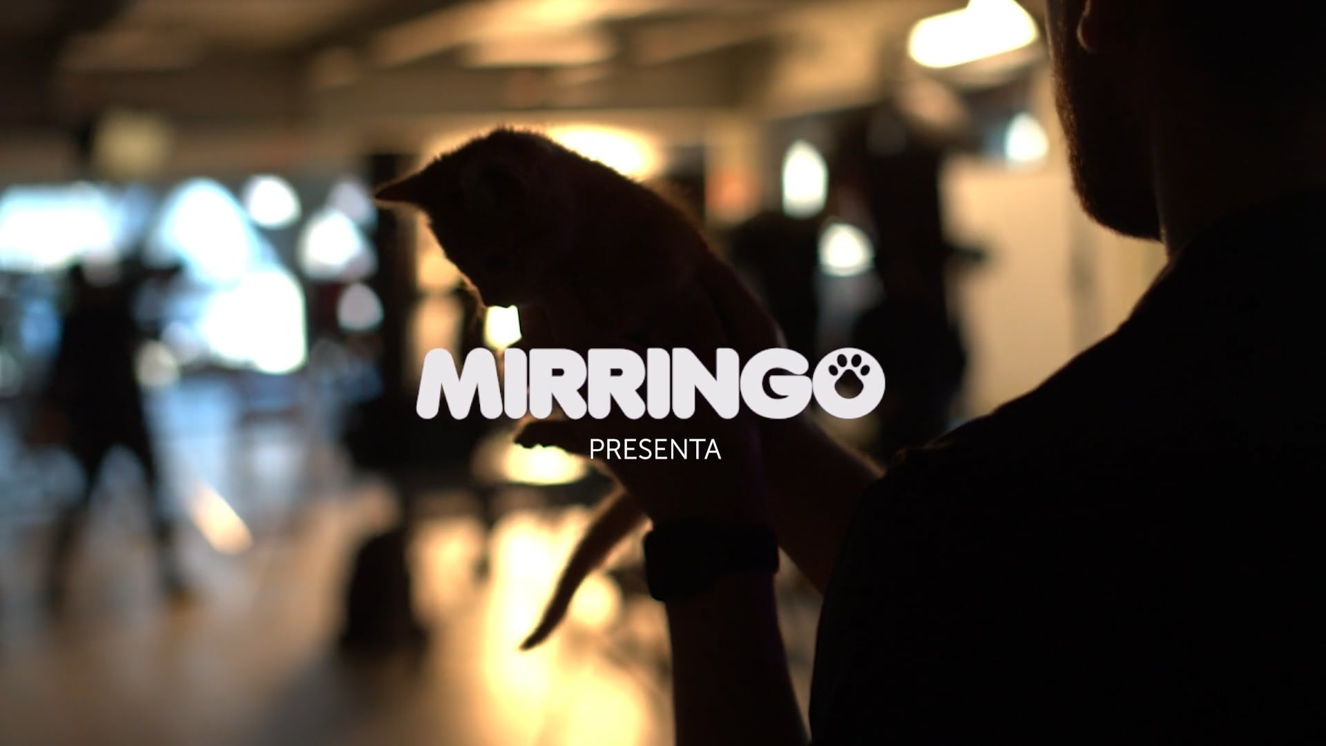 Mirringo Gatos Reales.mp4