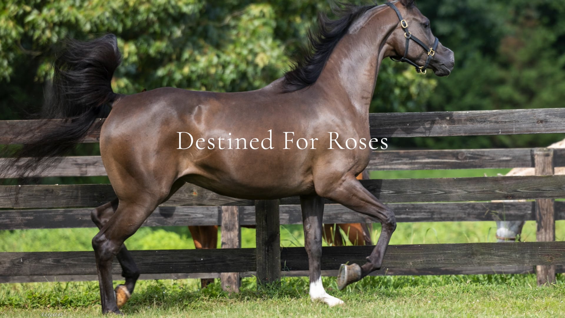 Destined For Roses.mp4