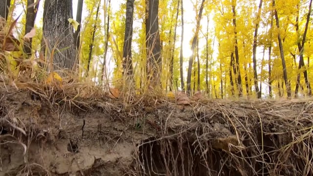 Autumn Forest Tree Roots - Free video on Pixabay