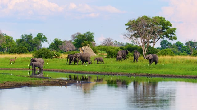 Rich Wildlife of Okavango River, Bostwana, Africa. Part 2