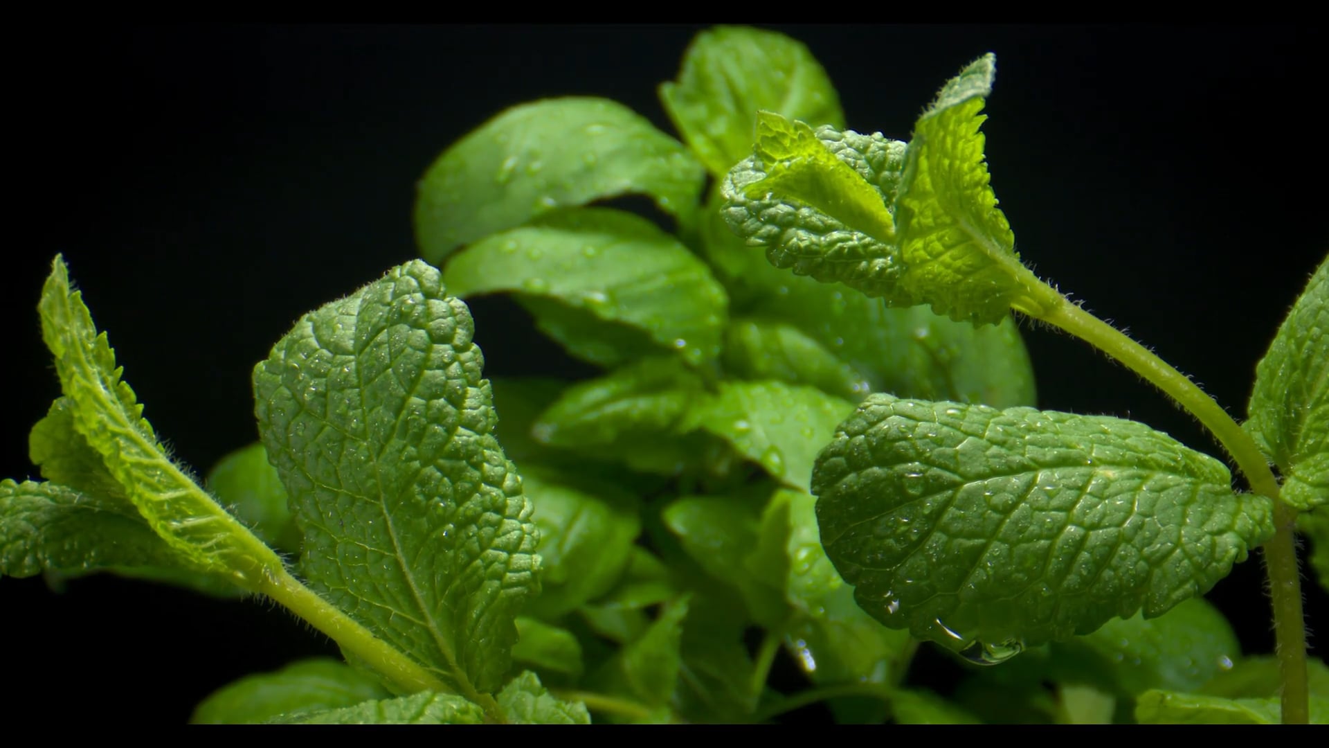 Lente macro Laowa 24mm Probe