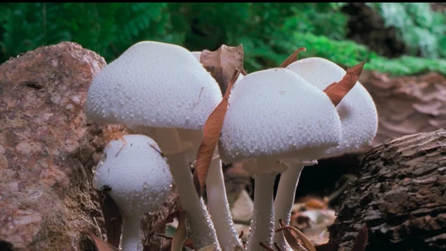 Fantastic fungi watch discount online