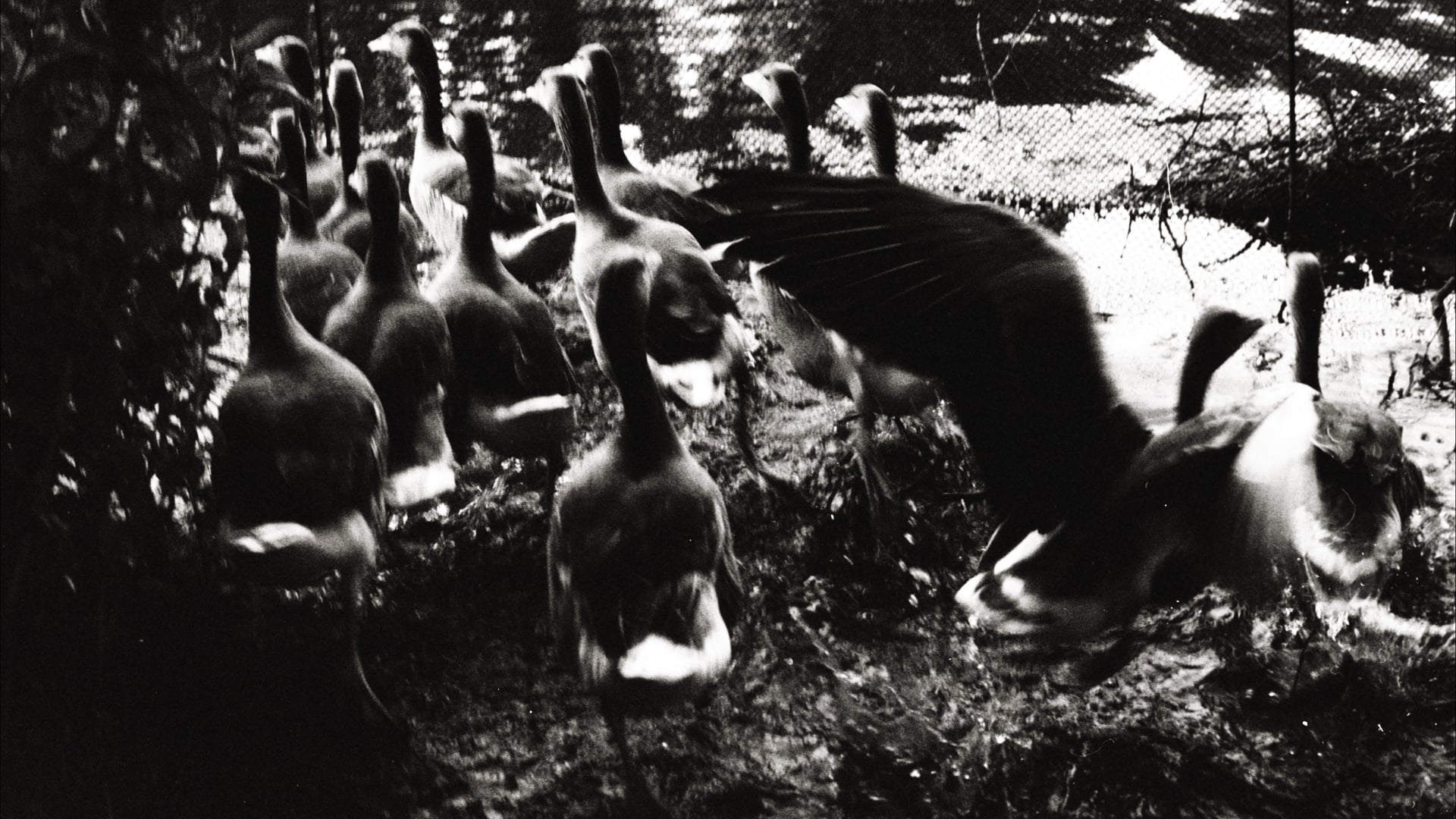The de Courcy Brothers - Birdsong