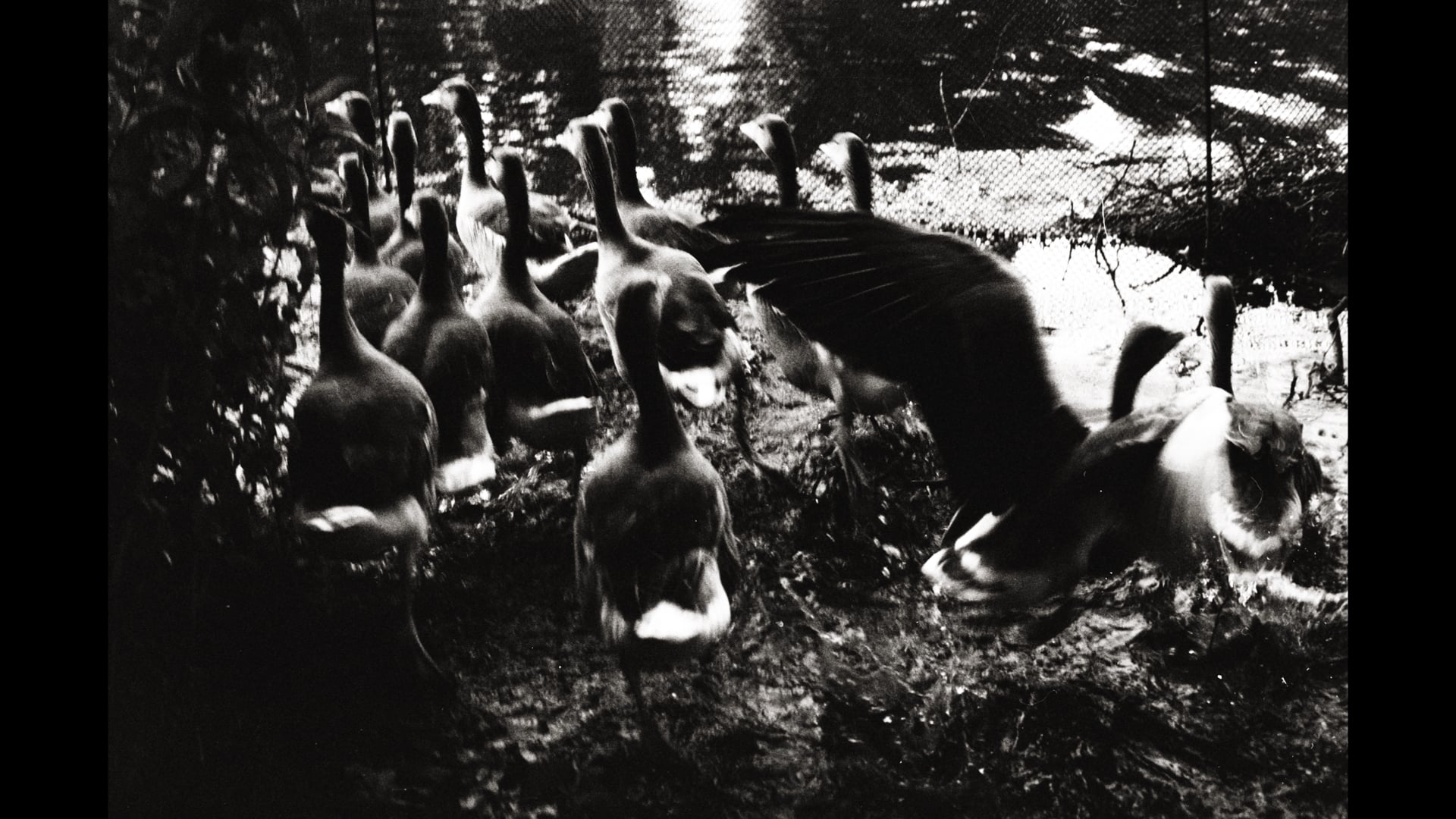 The de Courcy Brothers - Birdsong