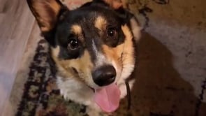 Happy Pupstomer - Jordan