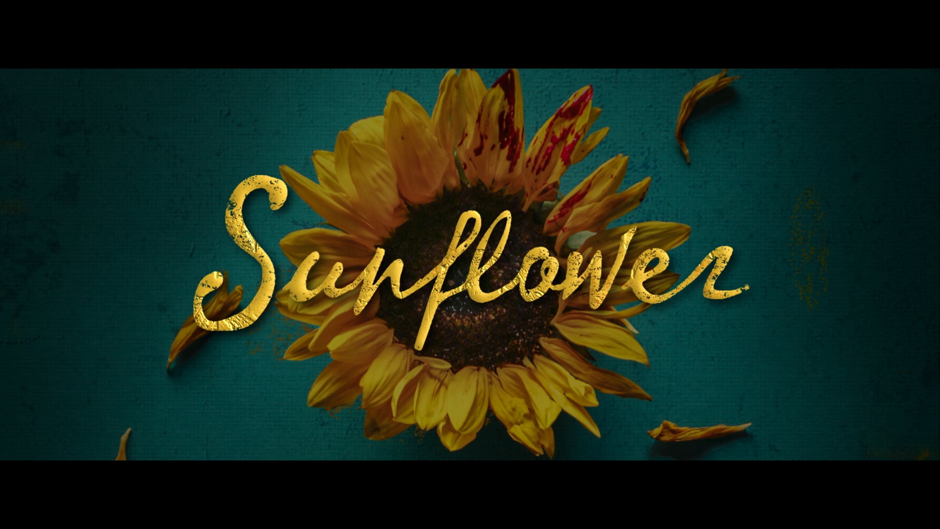 Sunflower - Official Trailer