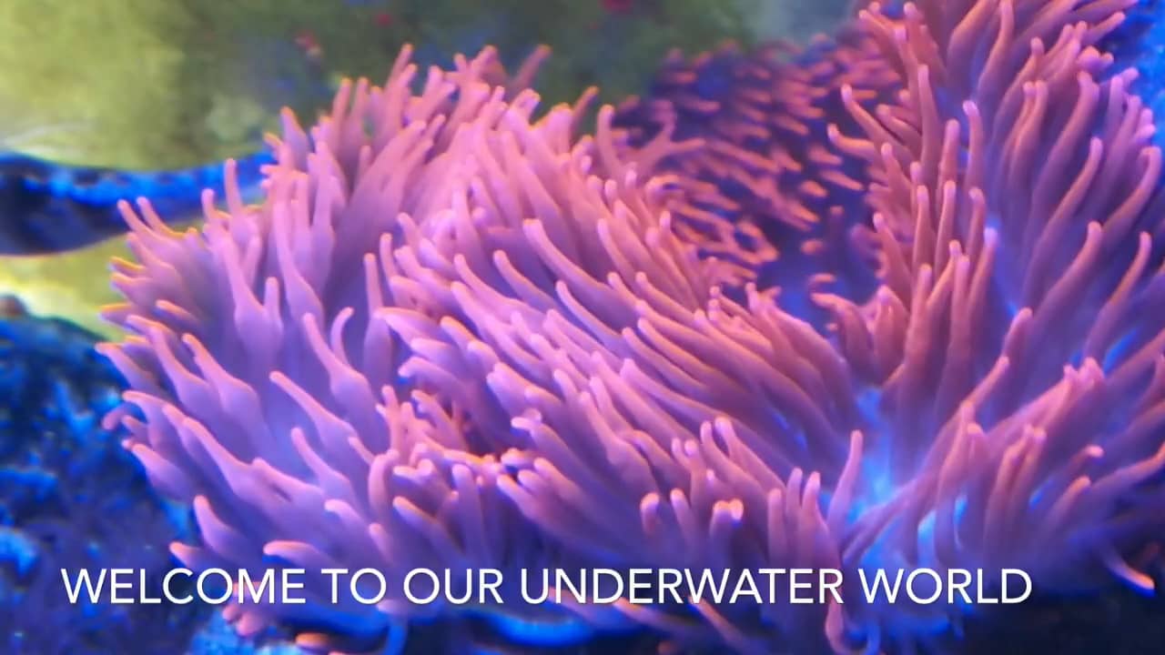 Reef Aquarium on Vimeo