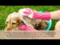 Module 01: Introduction to Dog Grooming
