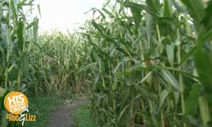 World's Largest Corn Maze