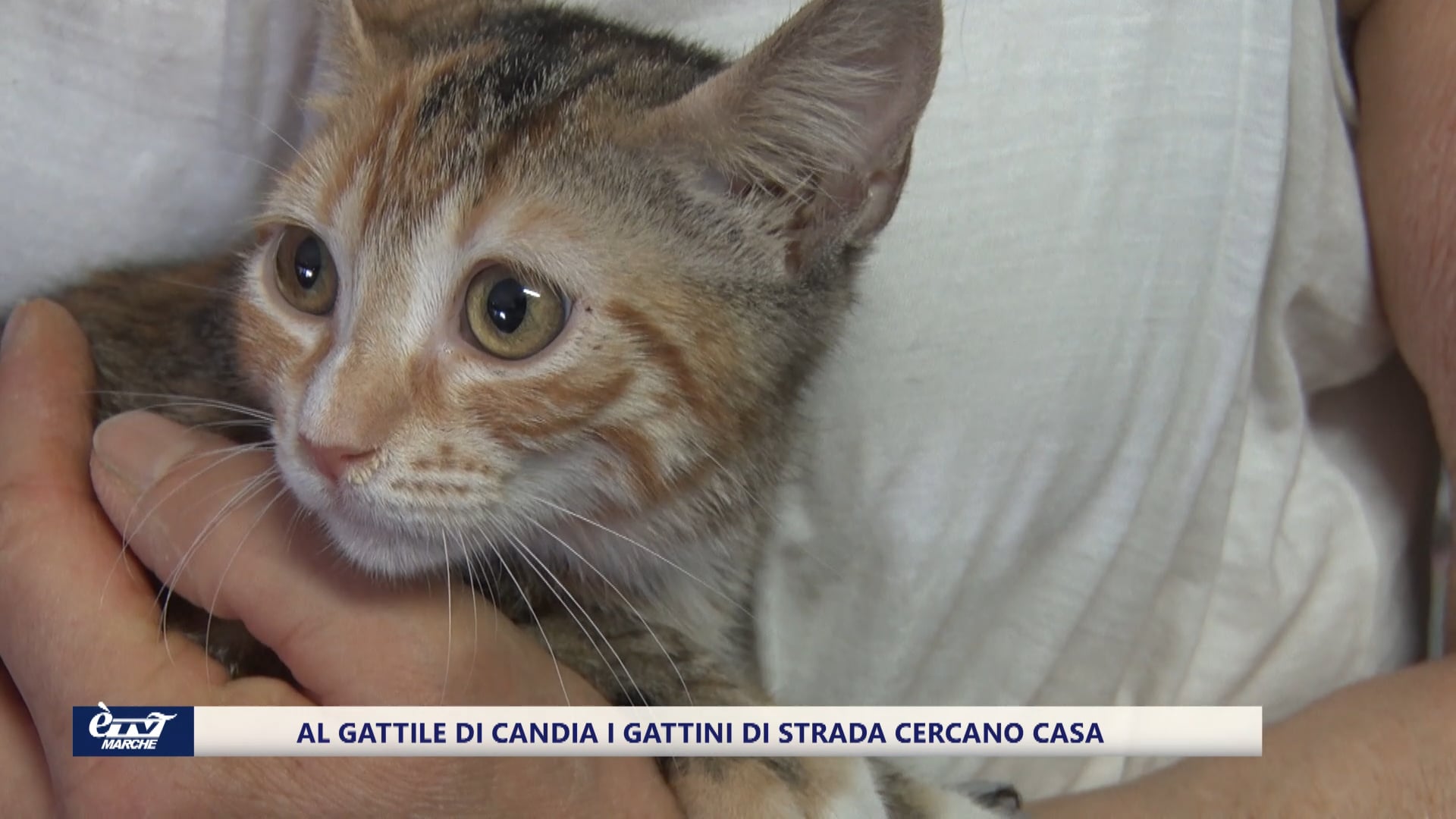 Al gattile di Candia i gattini di strada cercano casa - VIDEO
