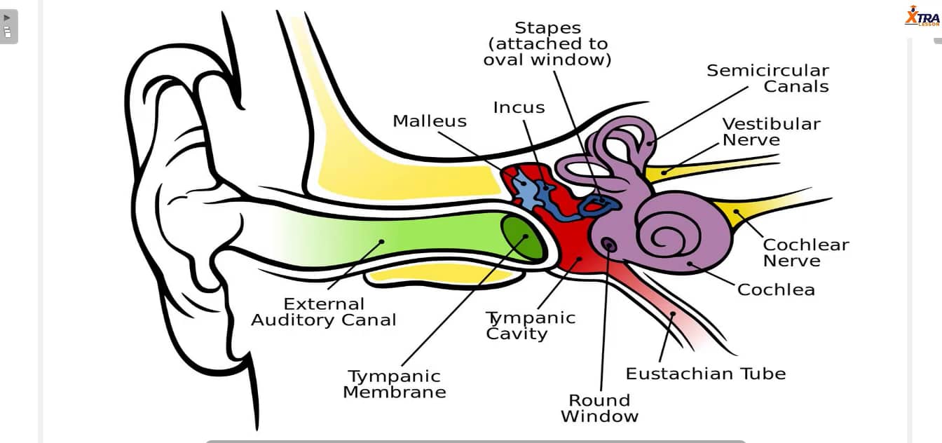 Lecture 10 the ear and balance.mp4 on Vimeo