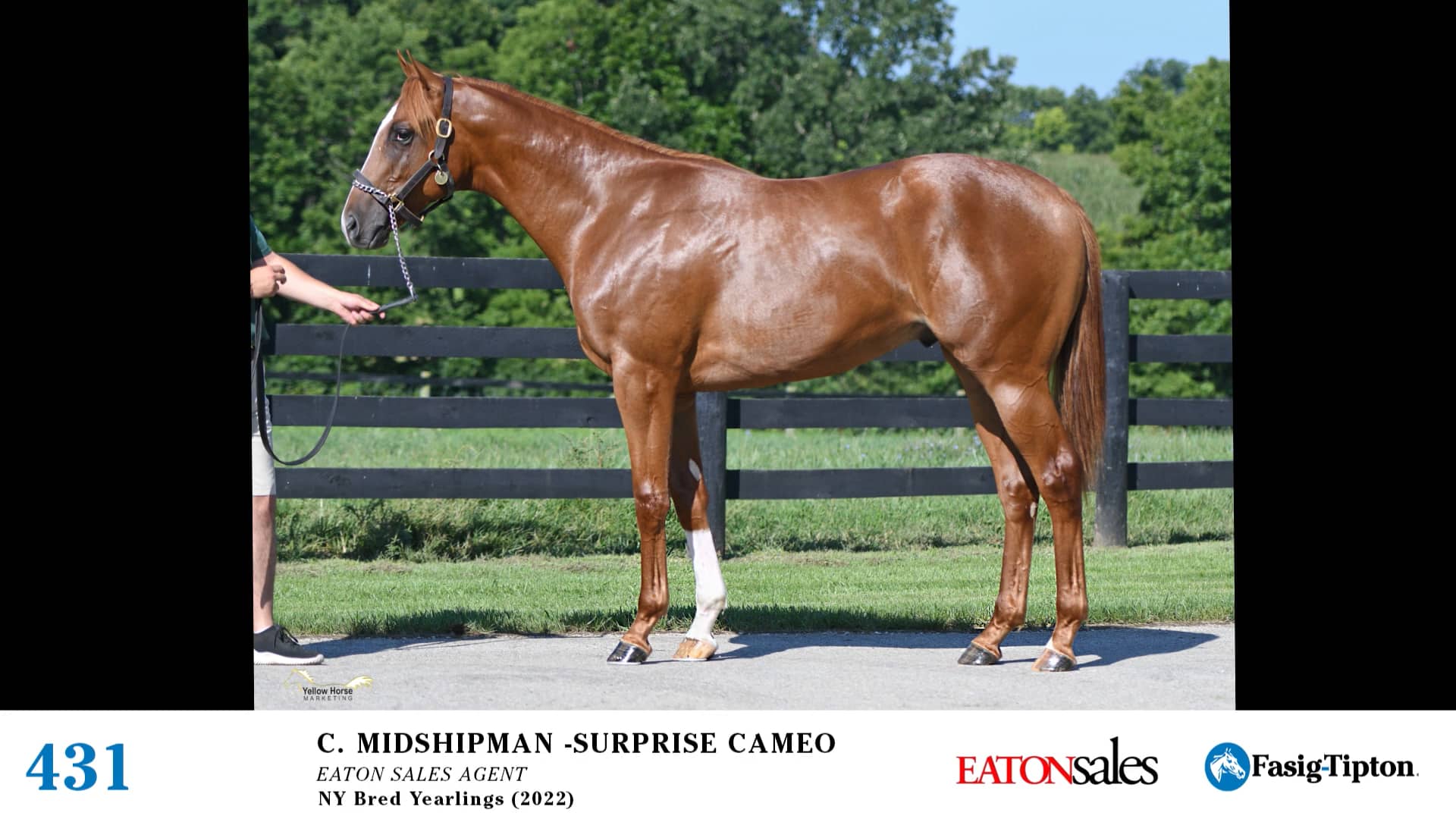 2022 FasigTipton Saratoga NYBred Yearling Sale Hip 431 Midshipman x