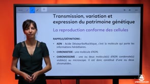 video : exercice-la-reproduction-conforme-des-cellules-3724