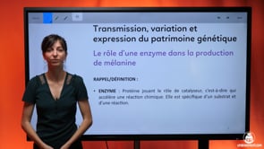 video : exercice-le-role-dune-enzyme-dans-la-production-de-melanine-3726