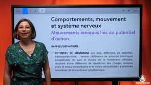 video : mouvements-ioniques-lies-au-potentiel-daction-3595