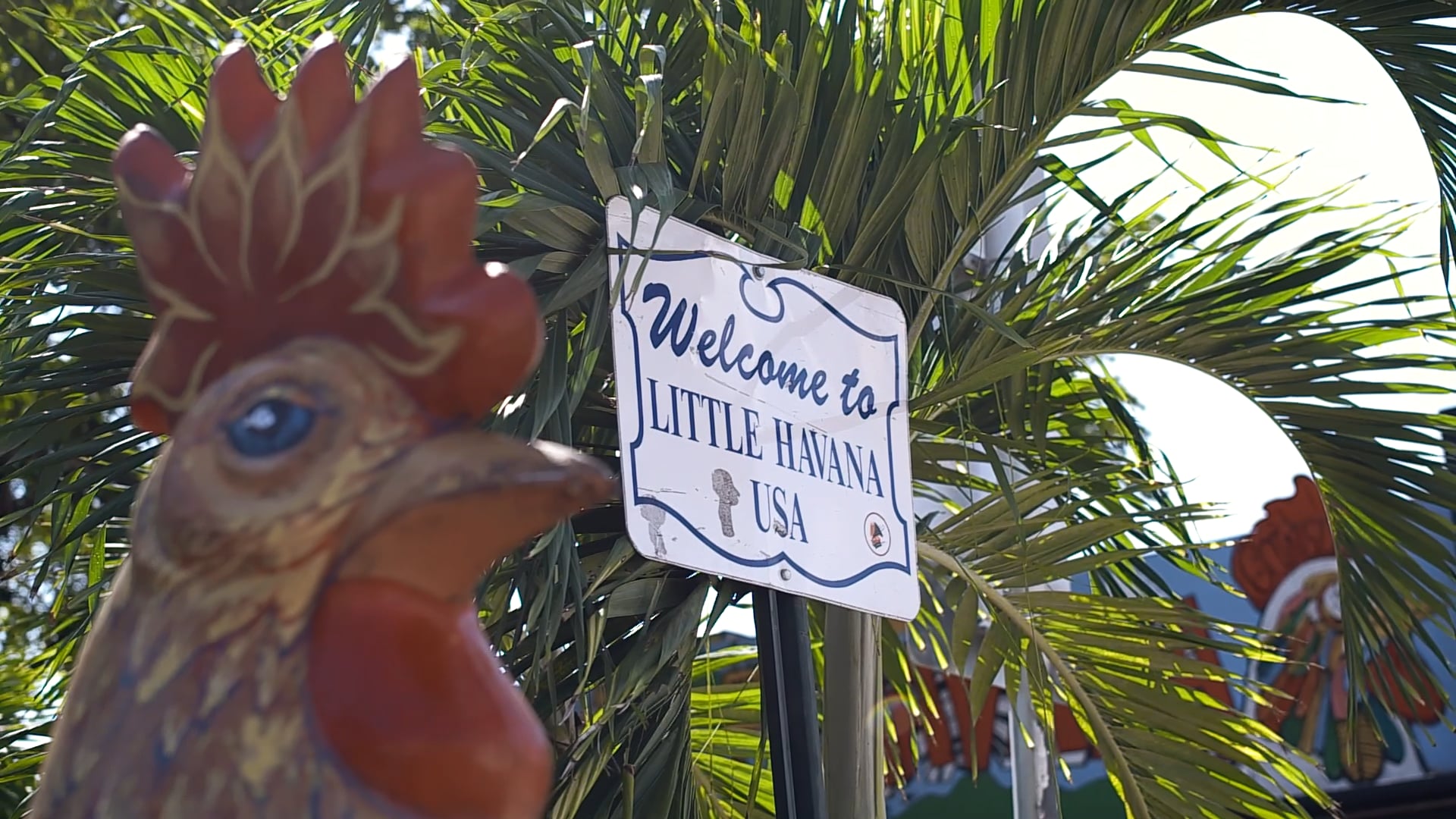 Little Havana x Dolphins Cheer