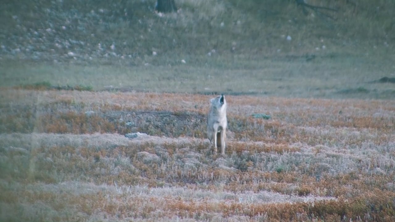 Lone Coyote