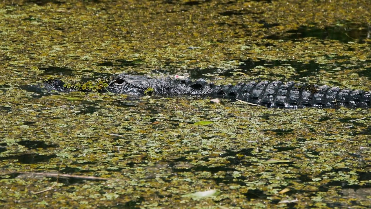 Alligator Glide