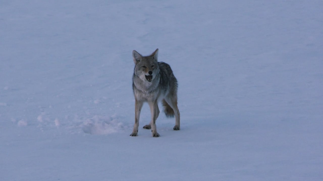 Coyote Calling