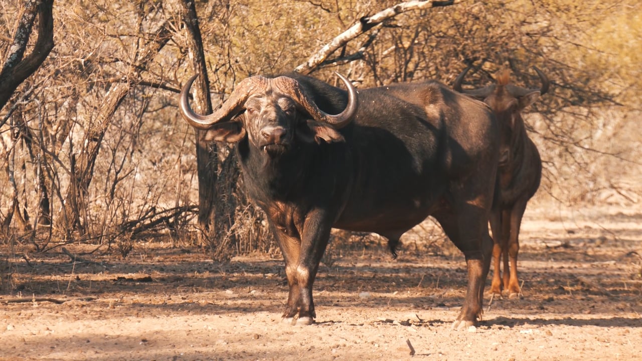 Cautious Buffalo