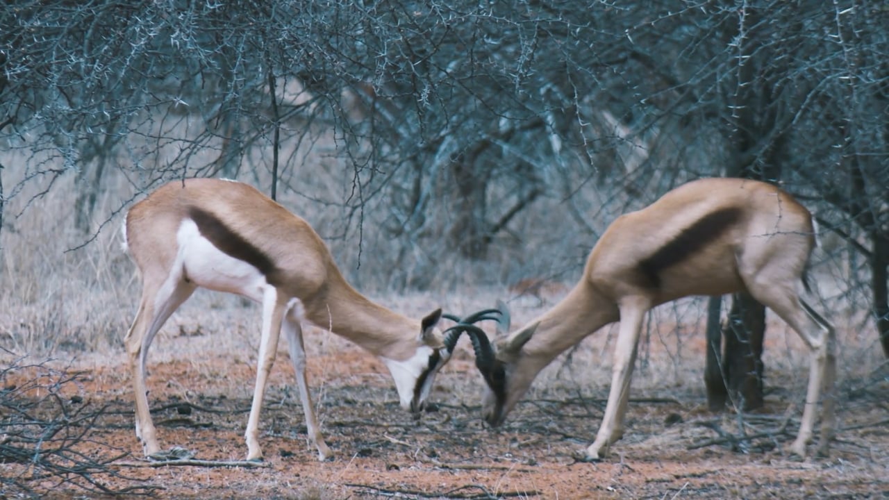 Springbok Sparring