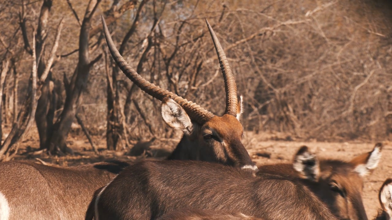 Waterbuck Bull