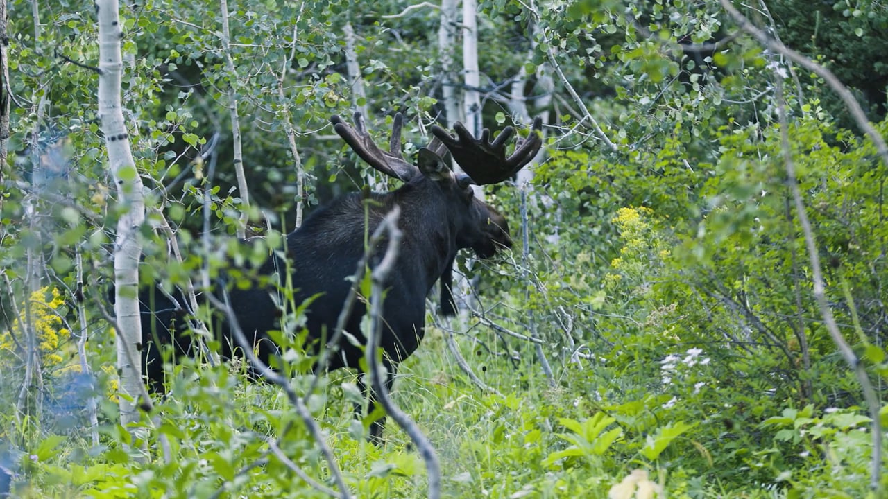 Feeding Moose