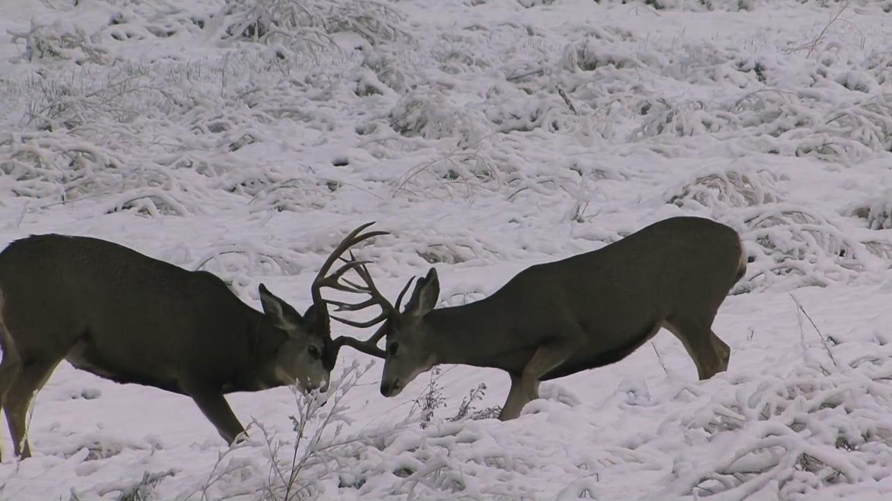 Sparring Mule Deer