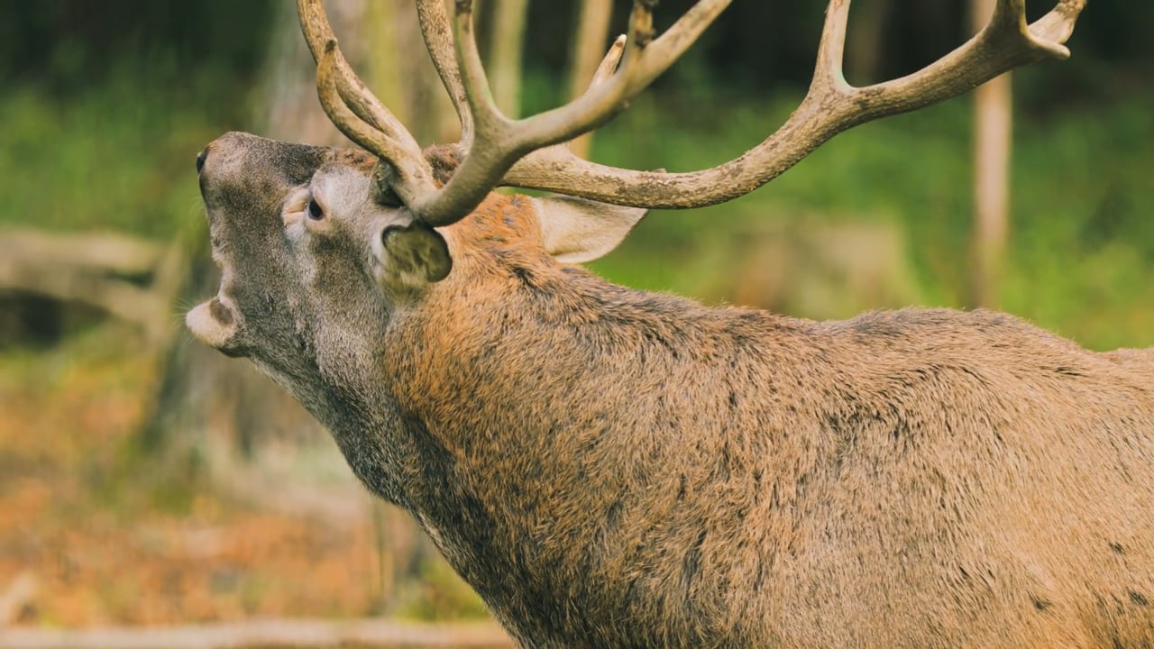 Red Deer Roar