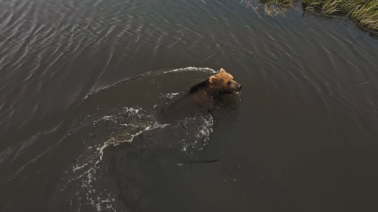 Brown Bear run