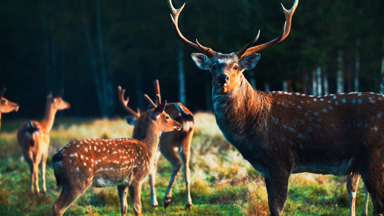 Sika Deer