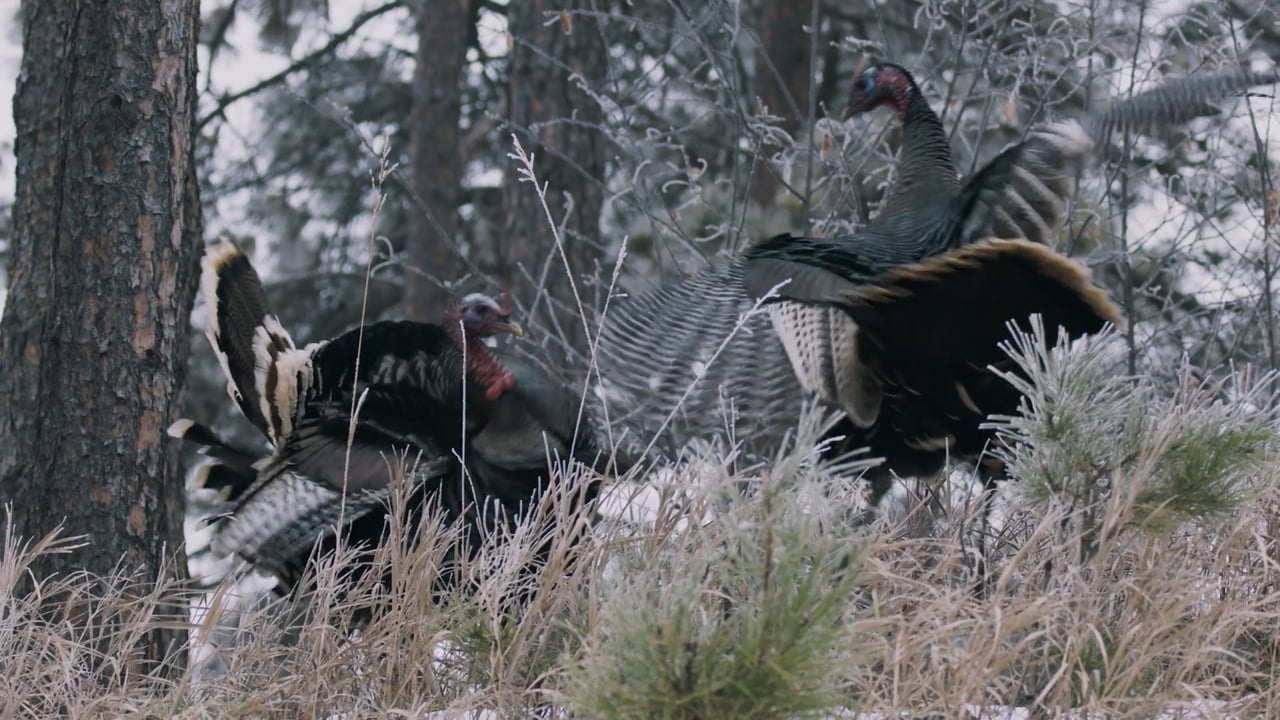 Wild Turkeys Fight