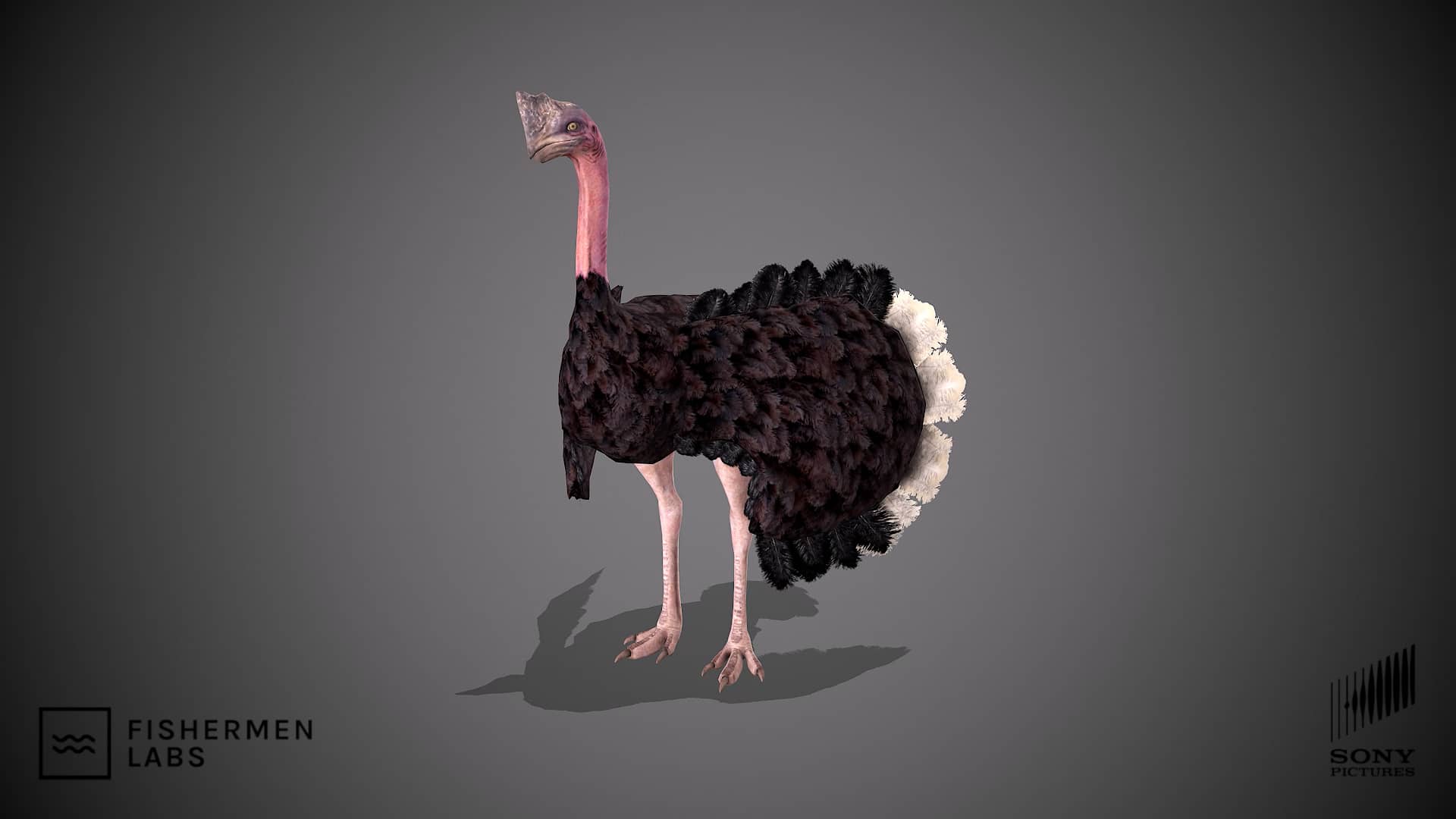 Ostrich For Jumanjimp4 On Vimeo