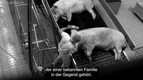 Recherche: Grausamkeiten in einem italienischen Schweineschlachthof, der auch Deutschland beliefert.