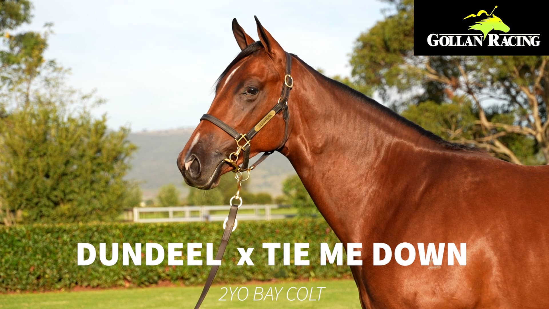 Dundeel x Tie Me Down colt on Vimeo
