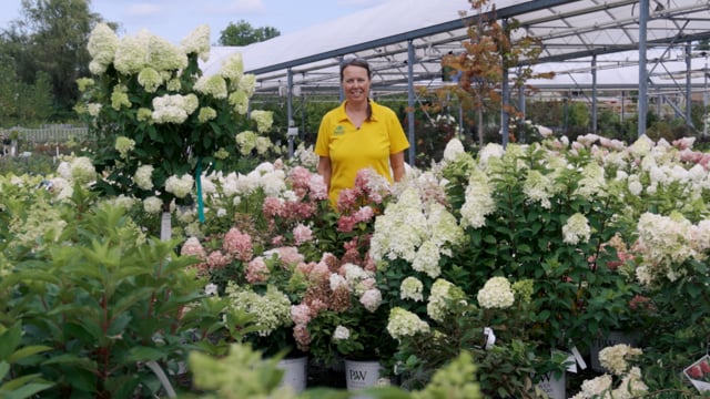 Panicle Hydrangeas | Grow For Cut Flowers, Pollinators, & Fall Color