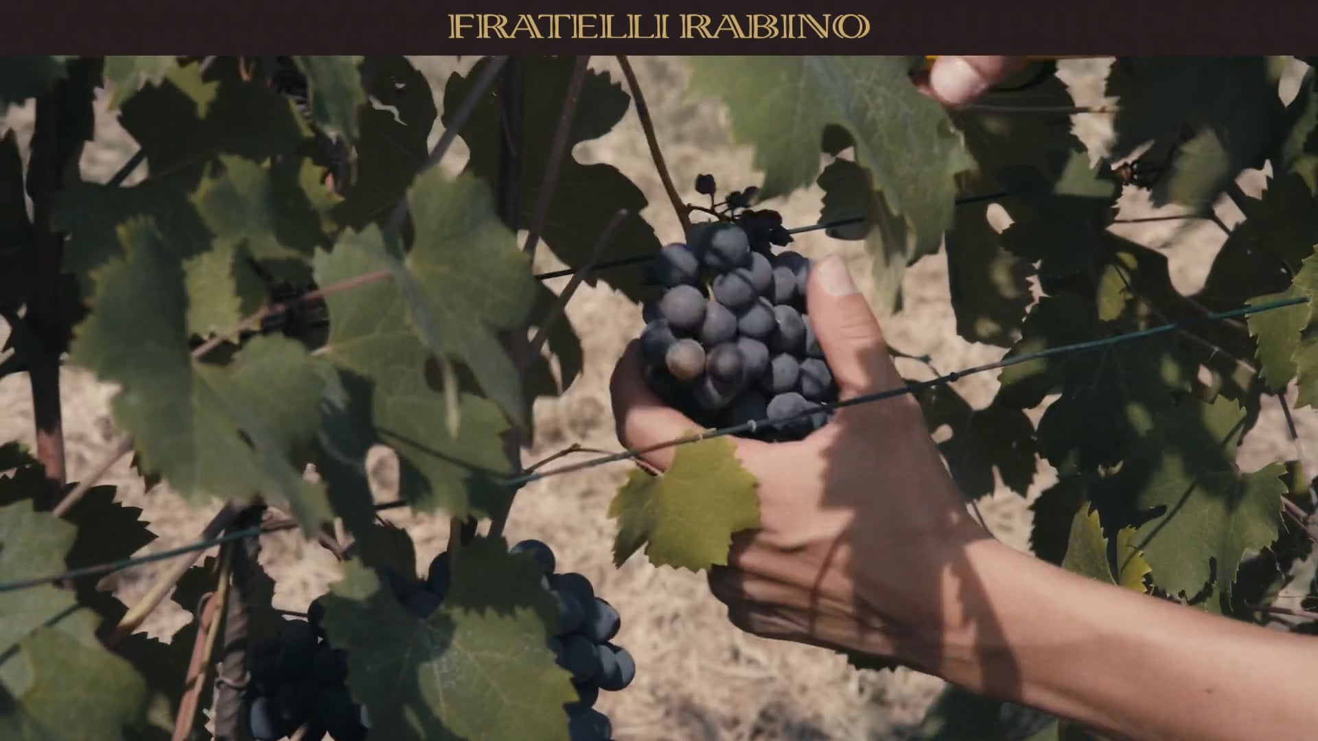 IN VIGNA | Il dirado