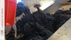 Pressatura Pinot nero 