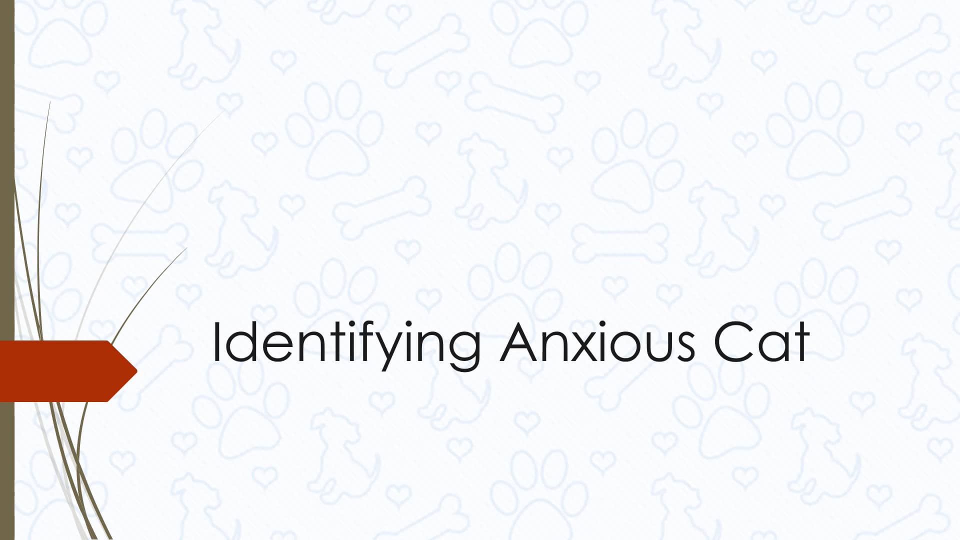 21 Identifying Anxious Cat on Vimeo
