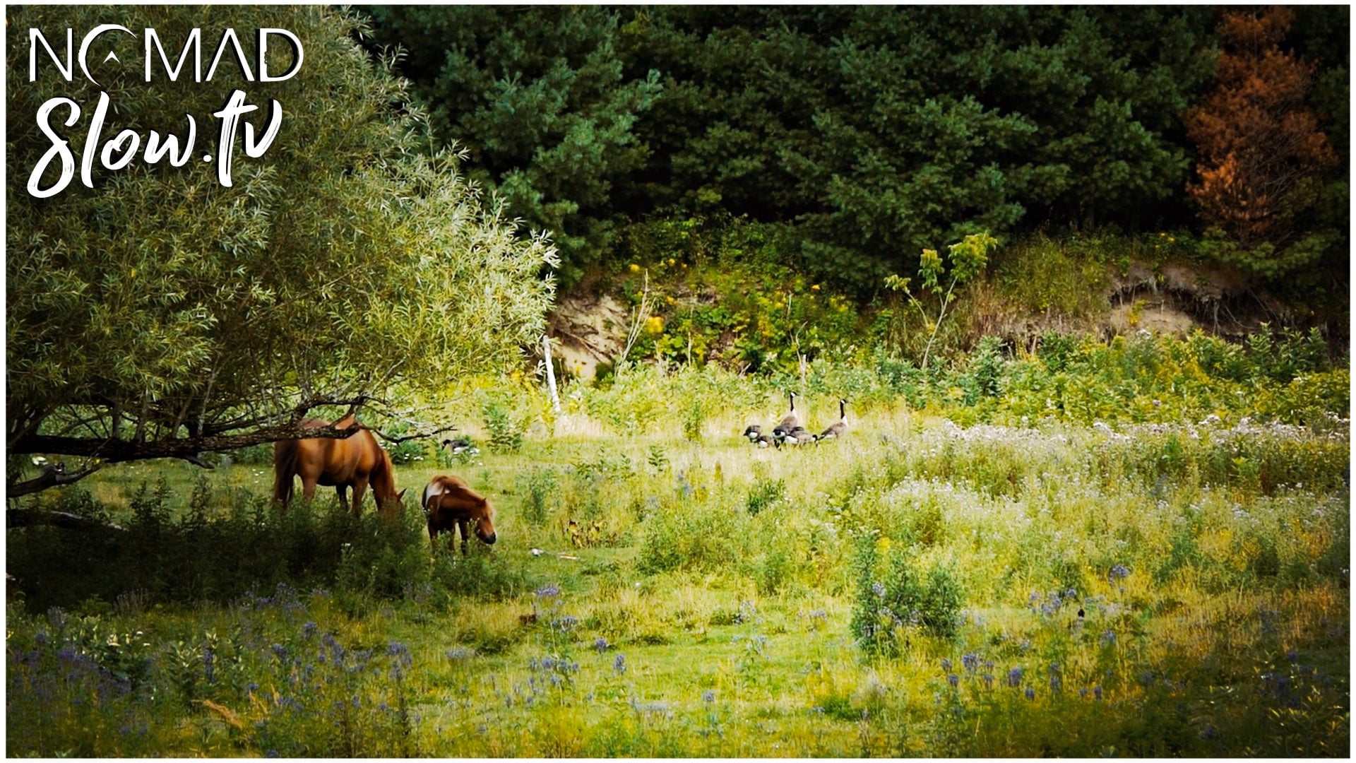 Another Land on the Golden Gate